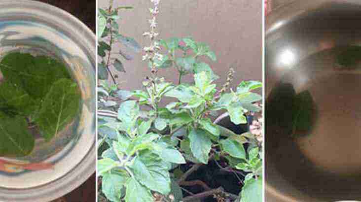 Three Tricks To Add Tulsi Or The Holy Basil To Your Child’s Diet To Boost Your Kid’s Immunity