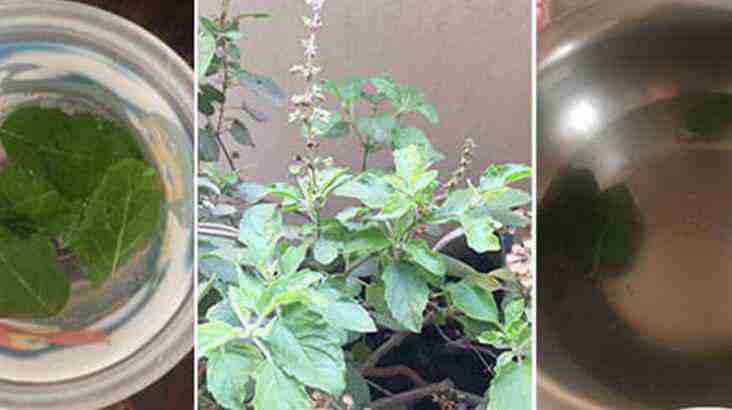 Holy Basil to your Child’s Diet